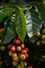 Folha do Café, com grãos maduros