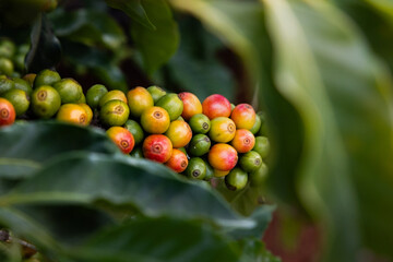 Planta de grãos de café vermelho maduros, semente fresca, crescimento de árvore de café em fazenda