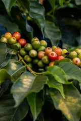 Planta de grãos de café vermelho maduros, semente fresca, crescimento de árvore de café em fazenda ecológica orgânica verde. Close up, semente vermelha madura, robusta, arábica.