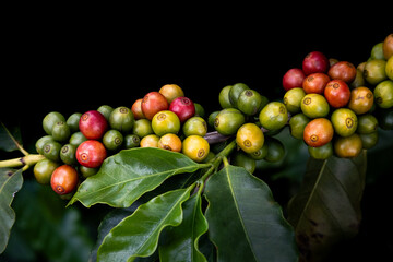 Planta de grãos de café vermelho maduros, semente fresca, crescimento de árvore de café em...