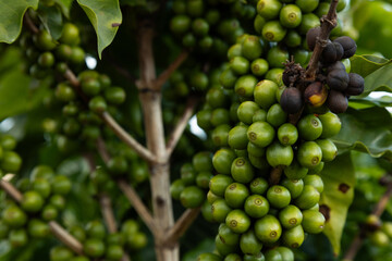 Planta de grãos de café verde, semente fresca, crescimento de árvore de café em fazenda ecológica orgânica verde. Close up, robusta, arábica, bagas, colheita, folhagem.