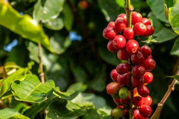 Excelentes café de Minas Gerais, Brasil