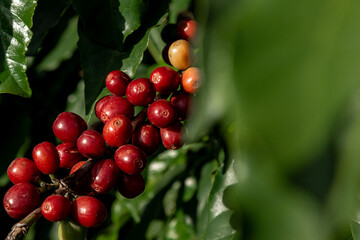 Excelentes café de Minas Gerais, Brasil