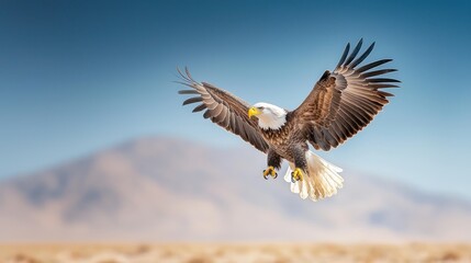 Majestic eagle soaring (2)