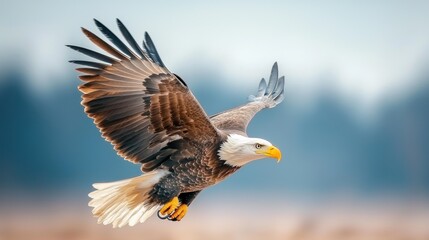 Obraz premium Majestic eagle soaring high