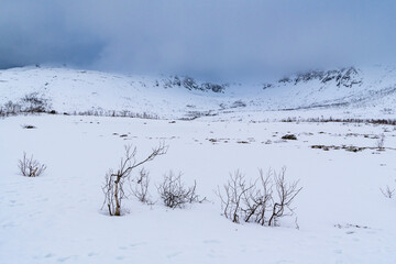 lonely little twisted and wind-blown birch trees in the glacier-made valley, snow-covered landscape...