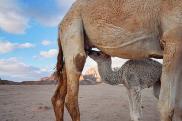 Small baby camel drinking milk from mom animal near, closeup detail, desert in background