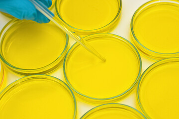 Petri dish with yellow liquid on a table, hand in blue protective glove holding pipette over it, chemical lab analysis