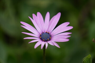 purple daisy flower