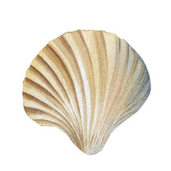 beige seashell watercolor illustration, ocean shell isolated on white, tropical marine element, beach nature decoration art object. High quality illustration