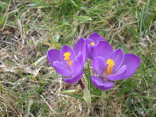 fioletowe krokusy © Joanna