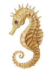 yellow seahorse watercolor illustration, marine animal isolated on white, ocean creature painting, underwater tropical sea wildlife © Hanna