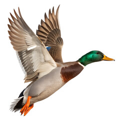 Flying duck isolated on transparent background