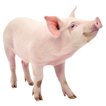 Pig isolated on transparent background

