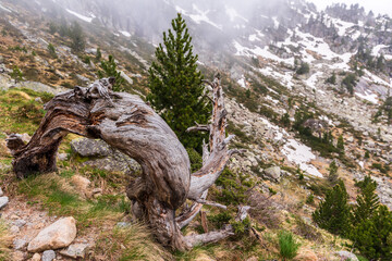 Ancient twisted tree on a misty mountain with snow patches and evergreen surroundings. Twisted tree on mountain slope, fog and snow.