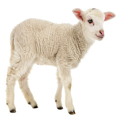 lamb png