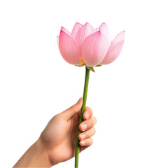 Pink Lotus Flower Held Gently in a Hand Artistic Design,