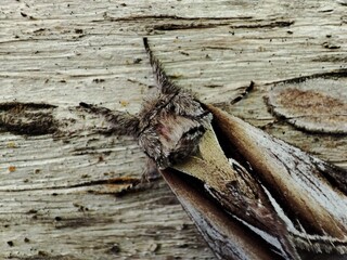 Crested butterfly with a thick and hairy body, abdomen, long antennae with short combs,...