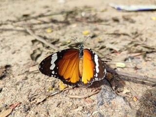 beautiful, bright, with orange wings and a black with white spotted body butterfly Danaida chrysippus, in macro, against the background of the earth on a sunny day, in a park in India