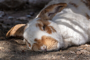 Fototapeta premium A close-up of a white fold-eared rabbit with red spots, which sleeps on the ground outdoors, hiding in the shade from the bright sun.
