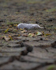 Brown glass bottle lying on cracked dry soil among scattered leaves