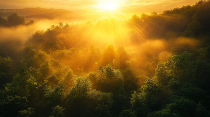 Naklejka premium A mesmerizing sunrise casting golden light over a lush green forest