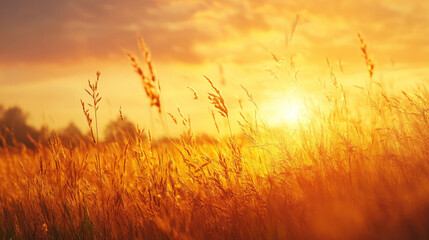 Fototapeta premium A picturesque countryside panorama showcasing wild grasses bathed in warm sunset light, highlighting the beauty of nature
