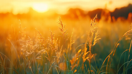 A picturesque countryside panorama showcasing wild grasses bathed in warm sunset light, highlighting the beauty of nature