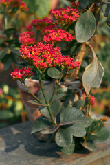 vibrant red flower bouquet of Kalanchoe blossfeldiana (Madagascar widow's-thrill), an evergreen houseplant native to Madagascar. A tropical succulent plant with oval-shaped, scallop-edged leaves.