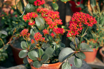 vibrant red flower bouquet of Kalanchoe blossfeldiana (Madagascar widow's-thrill), an evergreen houseplant native to Madagascar. A tropical succulent plant with oval-shaped, scallop-edged leaves.
