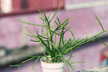 pencil cactus (Euphorbia tirucalli) plant, a shrub with succulent  foliage that is native to arid climate region. It's cylindric stem looks like pencil. It is actually not a member of cactus family.