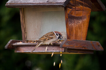 a field sparrow, passer montanus, perched on a bird feeder at a spring day