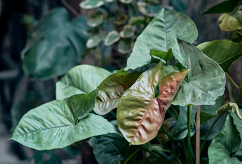 lush foliages of Syngonium Green Brown plant, a captivating houseplant with unique green and brown hued leaves. A fast growing climbing vine, the plant is toxic for pets.