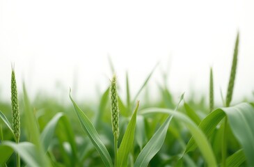 Obraz premium Young Wheat Sprouts in a Lush Green Field