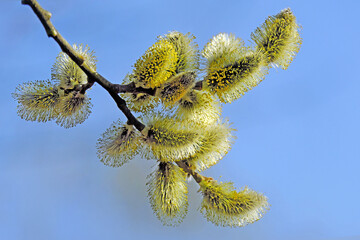 A twig of a blooming willow on a blue background © Olga