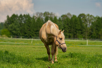 źrebak © Iwona JB