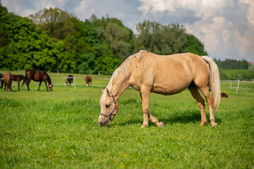 Koń © Iwona JB