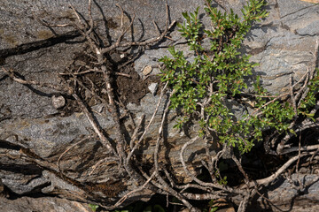 Dry desert bush growing out of a rocky cliffside, with twisted branches and green leaves, captured in natural sunlight. Austrian Alps