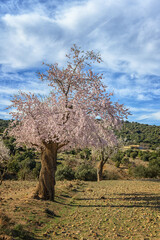 Blossoming Almond Trees in a Mediterranean Grove