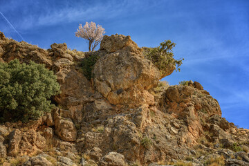 Blossoming Almond Tree on Rugged Mountain Cliff