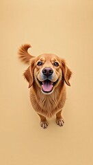 golden retriever puppy
