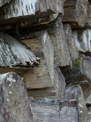La Neuville Au Pont, March 2025:hiking in the Argonne and Ardennes forests, surrounded by trees and nature - stere of wood on standby