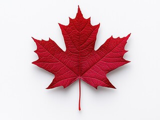 Vibrant Red Maple Leaf on White Background
