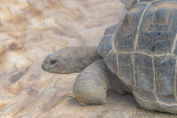 Tortoise in the zoo