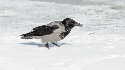black and white bird