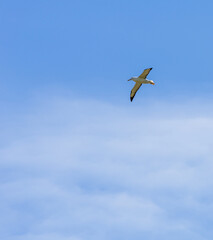 Northern royal albatross in flight, Taiaroa Head, Otago Peninsula, New Zealand.