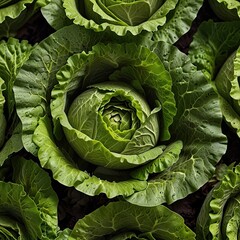 Fototapeta premium fresh green lettuce