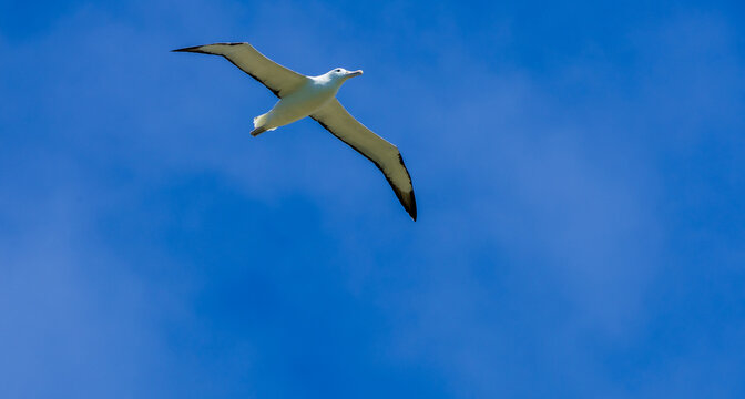 Northern royal albatross in flight, Taiaroa Head, Otago Peninsula, New Zealand.