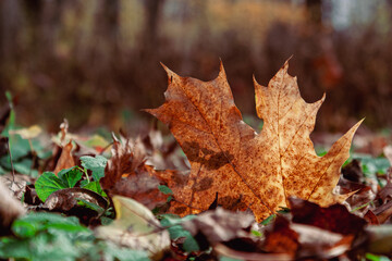 Detailed Yellow Leaf in Peaceful Woodland Scene