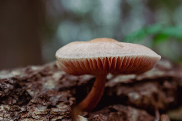 Wild Mushroom Growing on Old Tree Surface 